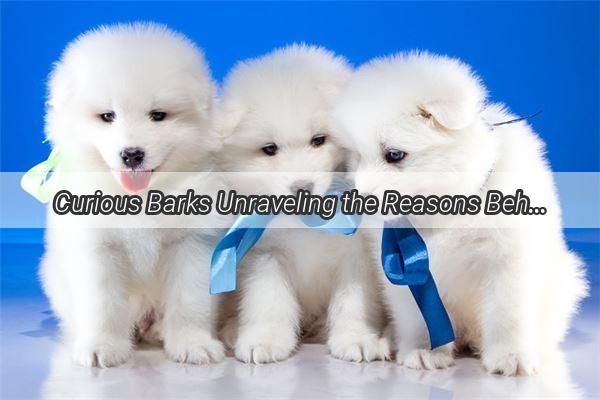 Curious Barks Unraveling the Reasons Behind Your New Puppys Noisy Adventures